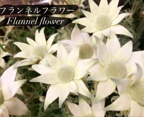 苗鉢ご用意しております 3 AF276A95 A255 4677 8DEF E3F0E442C72E