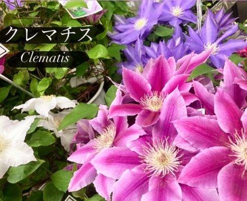 苗鉢ご用意しております 2 D8858D25 D9F7 4DED 8256 26E97DA7543E