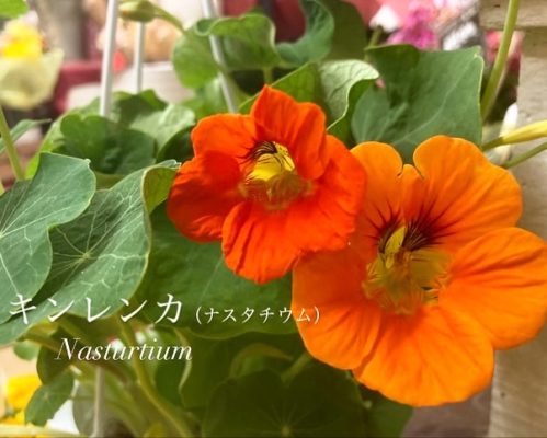 苗鉢ご用意しております 5 E5E12B5B 79F1 42FD 94D4 A268E2D43AA7