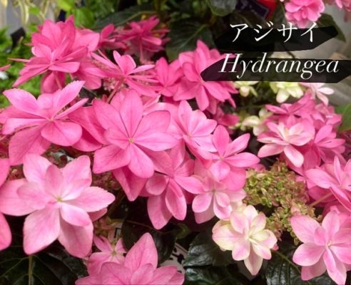 苗鉢ご用意しております 1 EAFB7D67 50E3 4D23 B01A 2D602B02FD9D