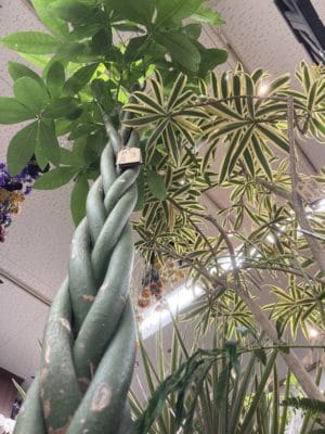存在感のある観葉植物 1 533D74E0 1923 4B85 91F3 D2512C73BDA0