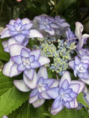 季節のお花続々入荷! 4 54DABB84 6C83 461B AAC1 33888E08EE21