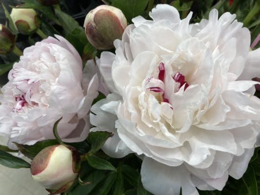 旬の芍薬が人気です 2 74F9EC20 CBE1 45AF 8FDC 98FFED42EE7C