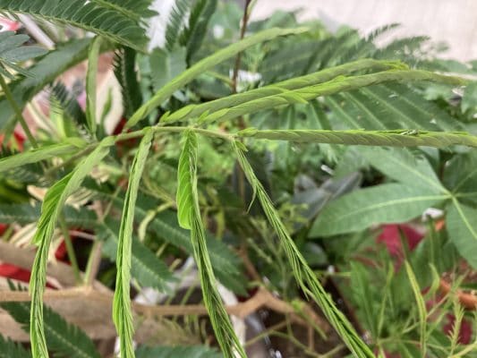 存在感のある観葉植物 3 8791C9FE 8462 4CEA 9015 F9AF293CBEB5