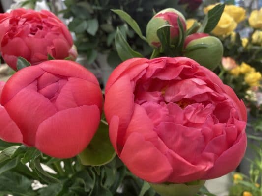 季節のお花続々入荷! 3 D056D22C C9D2 49A5 8F6F ED8D45968DEC