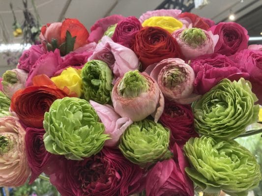 季節のお花続々入荷! 1 DE2833E7 DC1F 482C B8BE 4DC11266B170