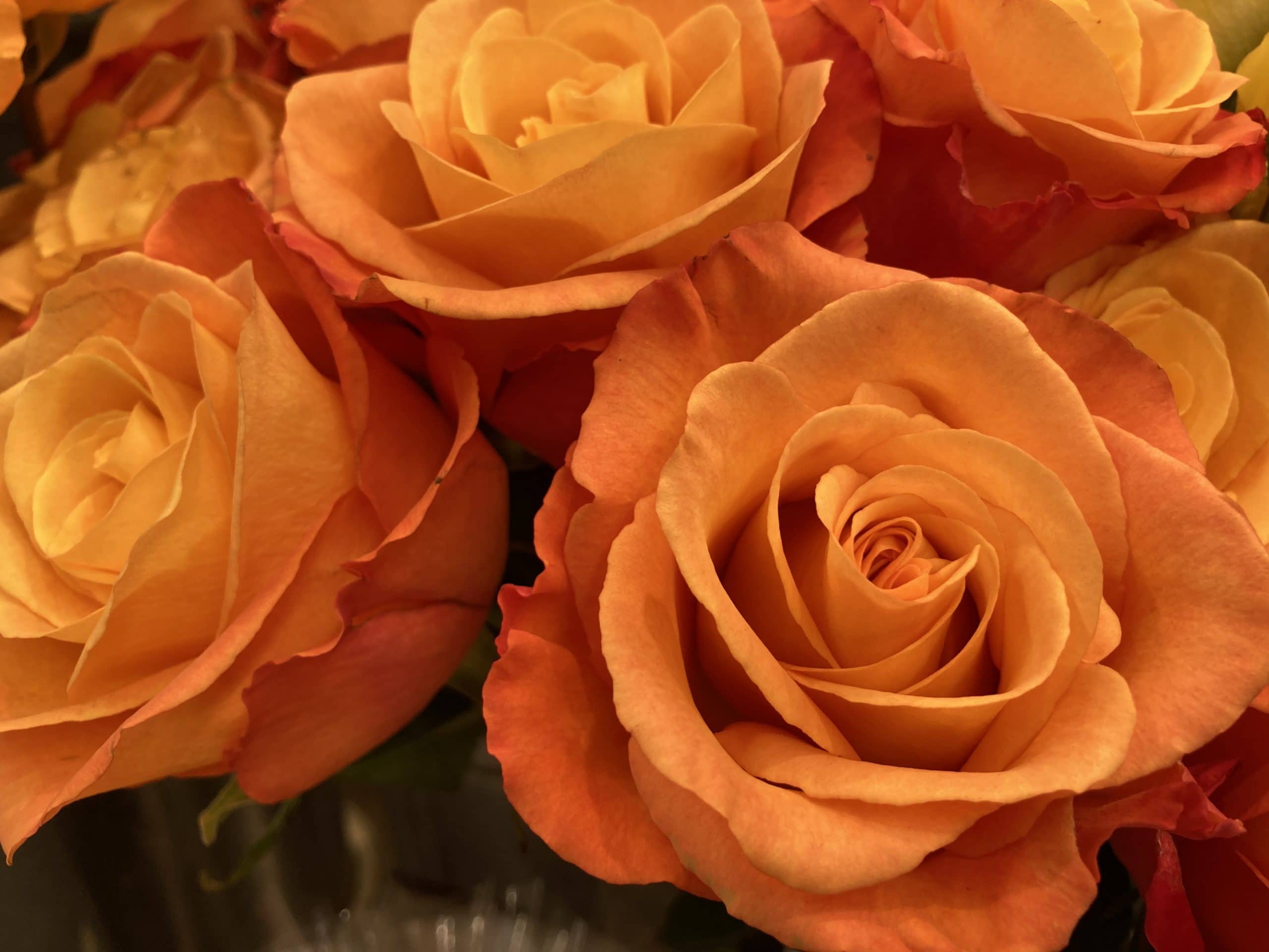 本数指定OK バラの花束 5 本数指定OK バラの花束 - 画像 (5)
