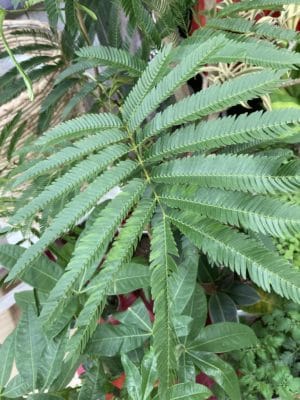 存在感のある観葉植物 2 F9A0B8FA 3152 4317 8FA0 BBD9DECF9010