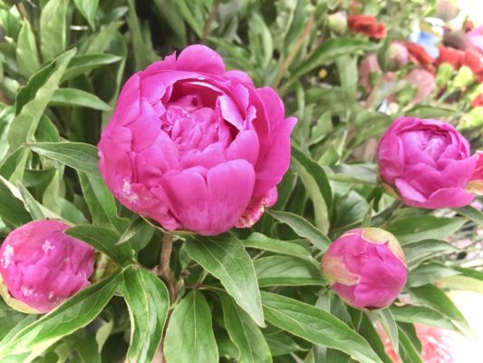人気の芍薬 入荷しております 1 0364B23C E869 4C33 B488 650F94EDDA4D