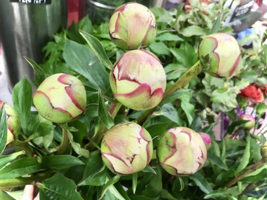 人気の芍薬 入荷しております 3 0CBE1709 4691 45EA AD02 787E4584699A