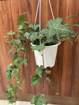 植え替えの基本 3 0EE72832 521D 48E3 BF9B E413488FF7AC