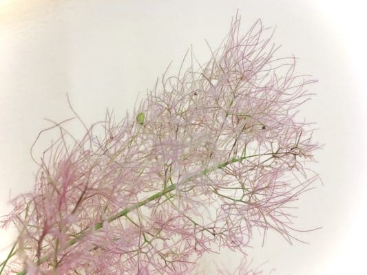 初夏の風物詩 スモークツリー 3 315FE426 276D 4933 B990 5811B5D969E6