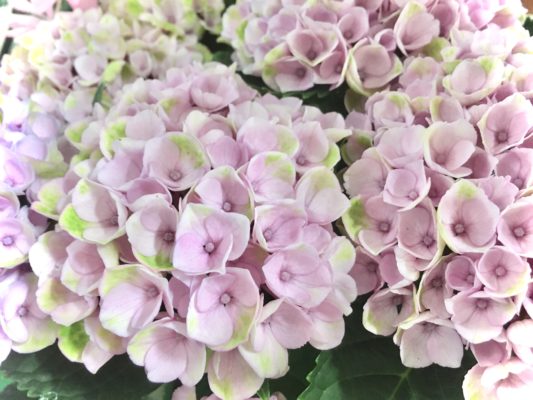 紫陽花 2 387605B9 ABA7 4282 81F8 A0A015A7E4E2