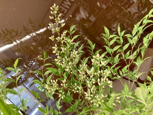 縁起の良い植物「南天」 2 397AA201 1906 4236 AC6D 8F718C3B3542