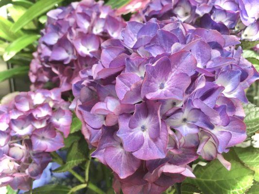 紫陽花 1 4DBCCA49 B2B4 448F 8B24 A44DE4E03F7D