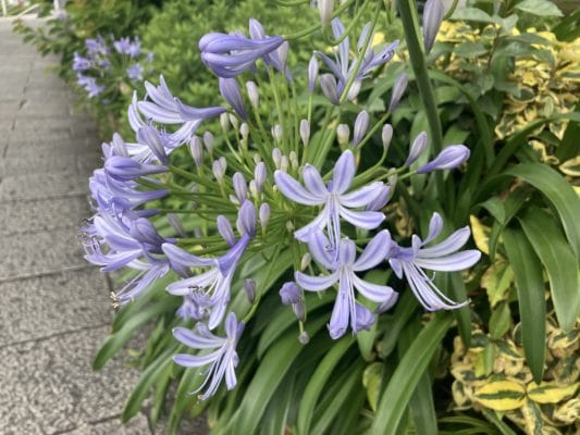 アガパンサス 1 535D9BA3 F9B7 48F8 BE29 1C02E375252E