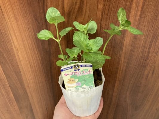 植え替えの基本 2 640F66A3 D15E 461B 9818 D4B028BA36FC