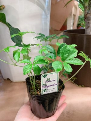 植え替えの基本 1 865D768B 389D 4D10 9180 87D91DCA4A07
