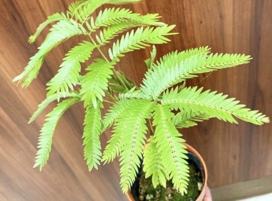 観葉植物🪴入荷いたしました 1 9D523DF7 D0AE 412B 9DB3 0E4BDCC85460