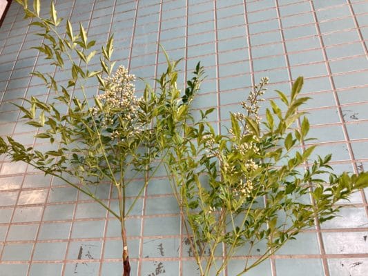 縁起の良い植物「南天」 3 9F2CF923 D42D 4706 B90E BF453987BFEE