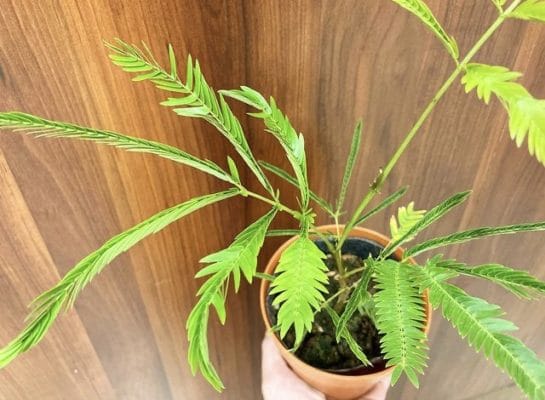 観葉植物🪴入荷いたしました 2 A2274773 AD1B 4C93 B7AB A47F206BB2CC