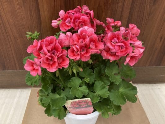 植え替えの基本 4 B141CF9C E06C 4983 A6A8 FF0244B0522A