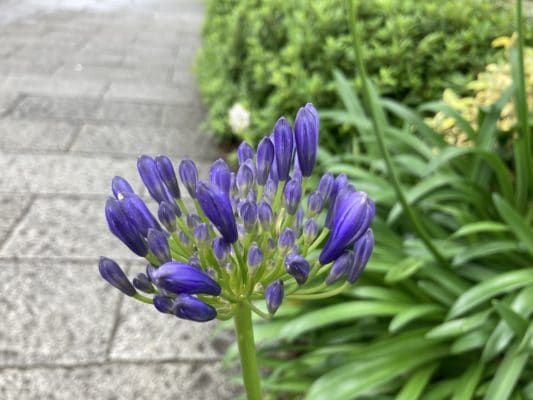 アガパンサス 3 B62F3A60 71C7 46C8 9731 05E6D71B9DA8