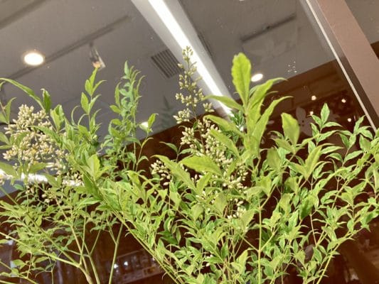 縁起の良い植物「南天」 1 CCB1F09E 8782 4E58 AB97 50C9928B63B4