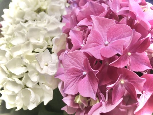 紫陽花 4 DBA9CE23 0D94 417E 9BB4 764C63A9C29F