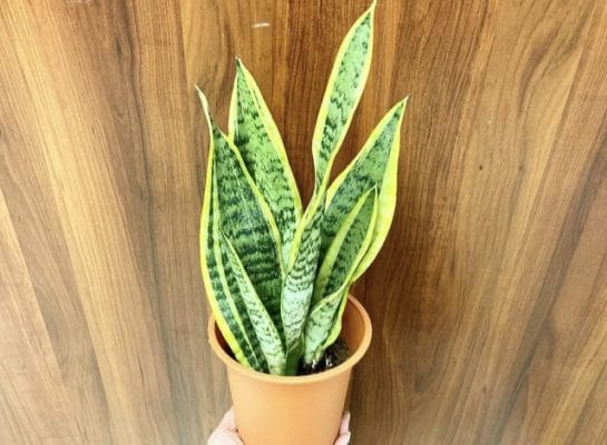 観葉植物🪴入荷いたしました 4 E21CB3CD 4268 4195 8846 E9E20C10FDB2