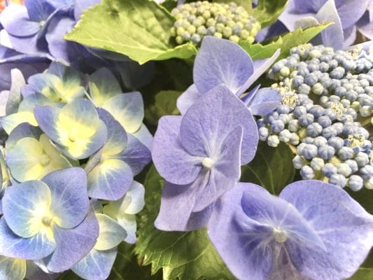 紫陽花 3 E7B3CC08 367D 47D7 A0FE F3F77DBFD4C8