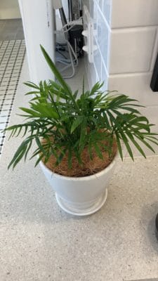 エキゾチックな観葉植物アレカヤシ 2 34CBF7BF 7875 410F 8BCE E0E65A21767E