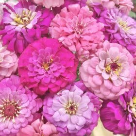 【8/14~8/17】生花市場の休市のお知らせ 1 37B37CBE B4D2 477D BC84 23FFEBD08965