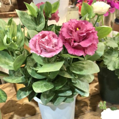 鉢物入荷🌱 1 C5FAA2DD A77E 49DF 9373 08C629FB0DF8