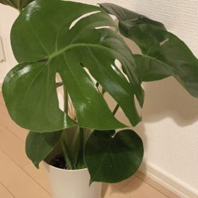 観葉植物の魅力 2 CA356D2A 752C 49E6 90C2 ED91C0B0CB29