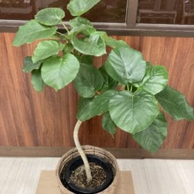 観葉植物の魅力 1 F6A75FCB 82F8 473A 8250 A01C741CF6F8