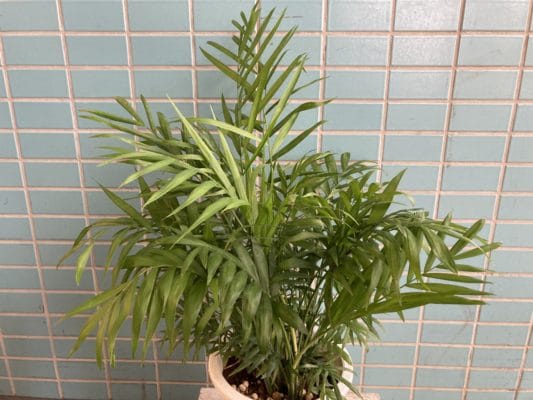 エキゾチックな観葉植物アレカヤシ 1 F8EB8541 8E74 4DC6 8238 956025E1AC10