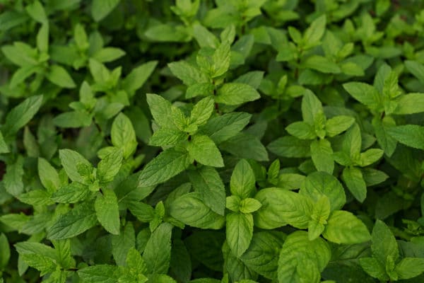 fresh organic mint in the garden