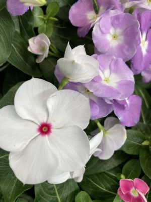 花がら摘みとは 2 0761F3E0 BD24 47D7 808A 24C93BD45E3D