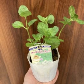 植え替えの基本 1 0A35A5DC 31EA 4F72 BE55 90B73F32C3D7