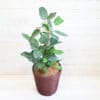観葉植物 ベンガレンシス-8号鉢 4 2af415321e0cebaa1f1587ebfb7fcbd1