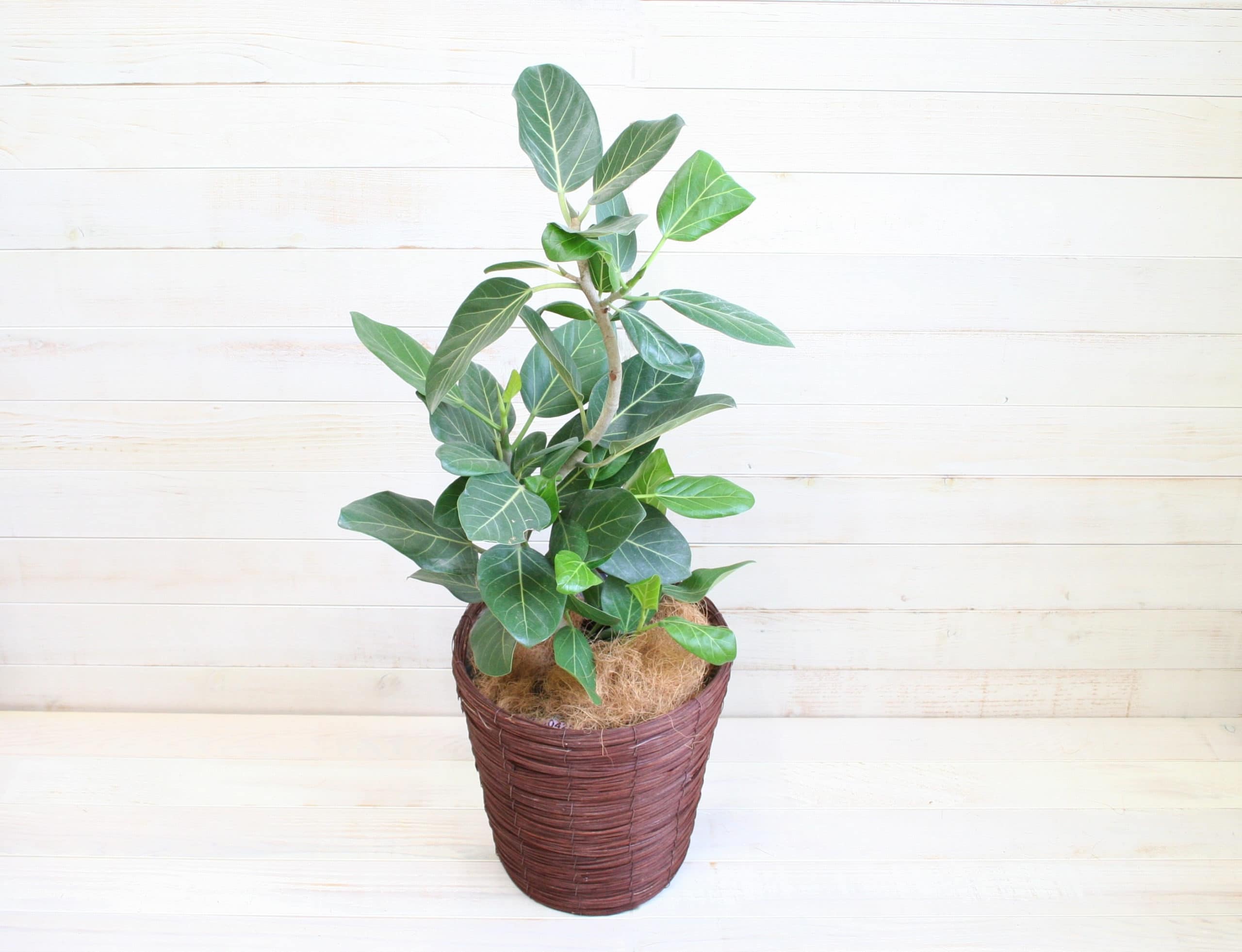観葉植物 ベンガレンシス-8号鉢 1 観葉植物 ベンガレンシス-8号鉢