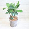 観葉植物 ベンガレンシス-7号鉢 4 48bfa663e51739dcd01fb2b3d8b2db6e