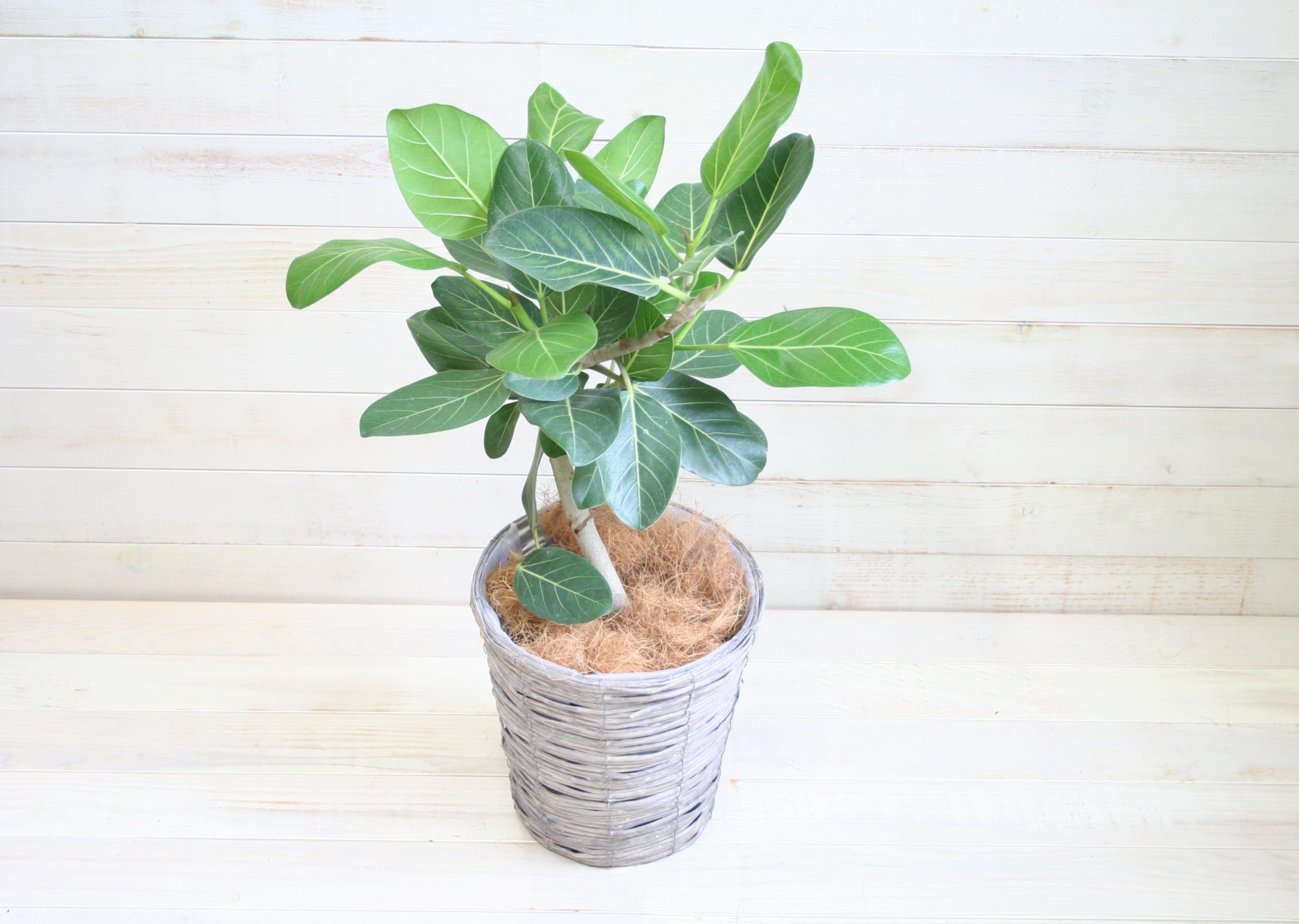 観葉植物 ベンガレンシス-7号鉢 1 観葉植物 ベンガレンシス-7号鉢