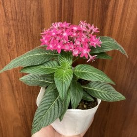 花苗がお得です! 9 4B802048 2DE7 491D 8F30 786598C90C84