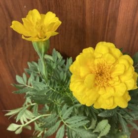 花苗がお得です! 2 4E77A9D0 1986 4308 B096 81A2AB05413F