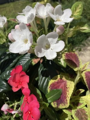 花がら摘みとは 6 650BDEA5 34C1 4E02 A83A 16D2CE4324F1