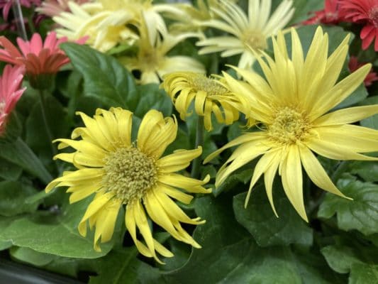 花がら摘みとは 3 657B0E7E E6C6 44F8 ADBB B06FA4E4CF60