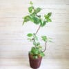 観葉植物 アルテシマ-8号鉢 4 8734bb3c921d563b5002ebb39825b1fb