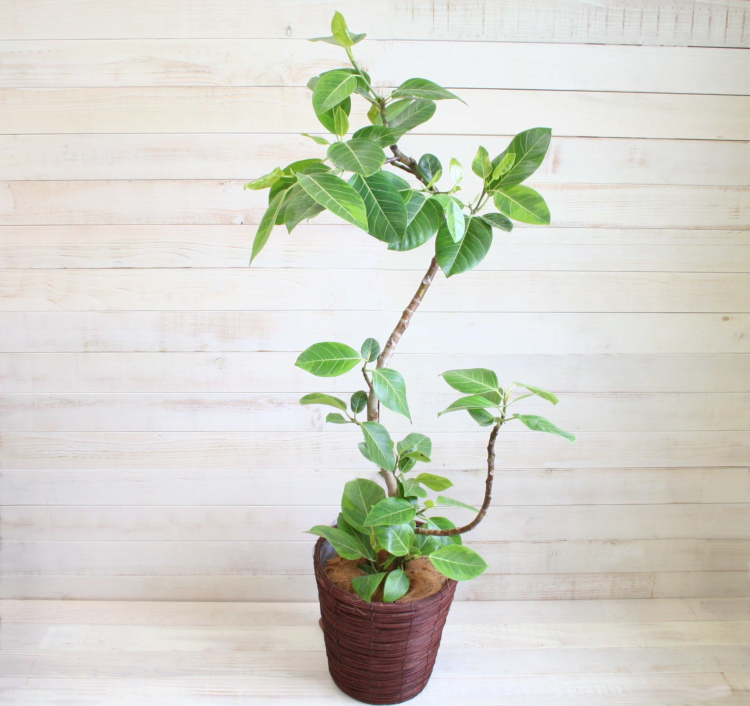 観葉植物 アルテシマ-8号鉢 1 観葉植物 アルテシマ-8号鉢